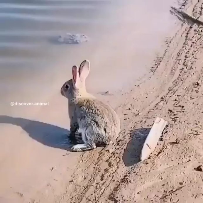 Водяной кролик Северной Америки