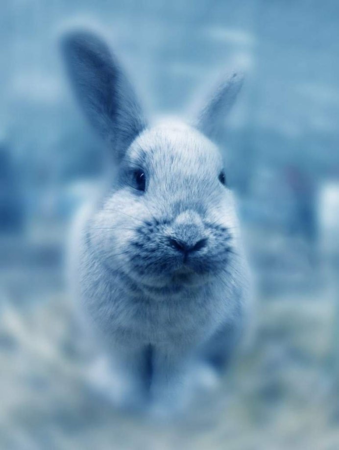 Wild Rabbit Aero