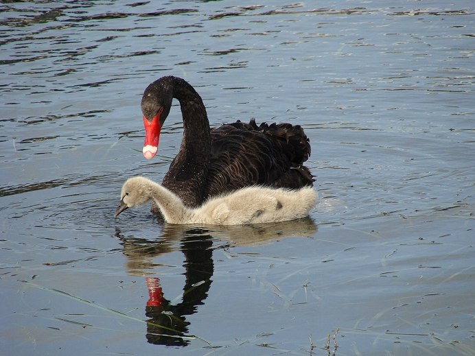 Утенок лебедя