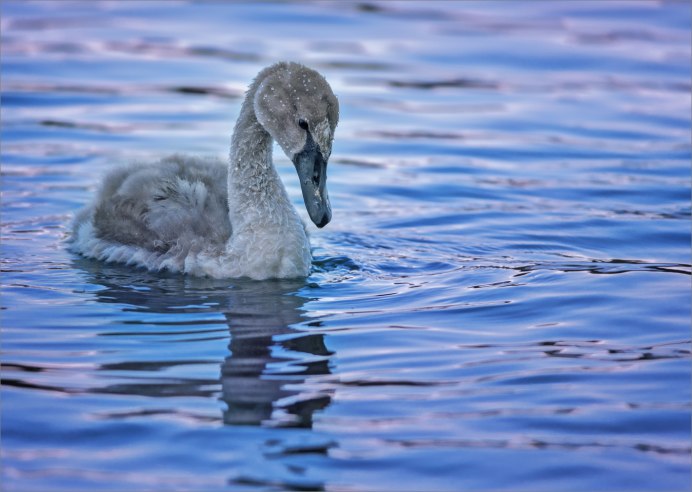 Лебедята чёрного лебедя