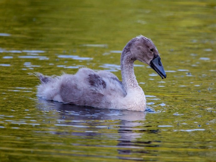 Маленькие лебедята и утята