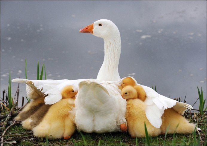 Лебеденок подросший