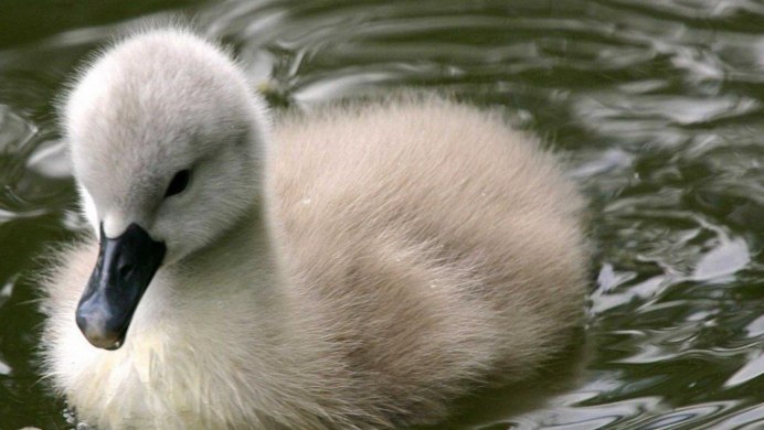 Лебедь с лебедятами