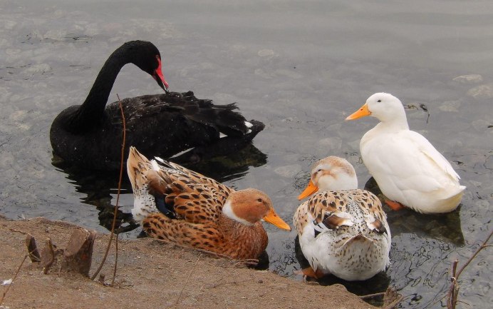Утки и лебеди