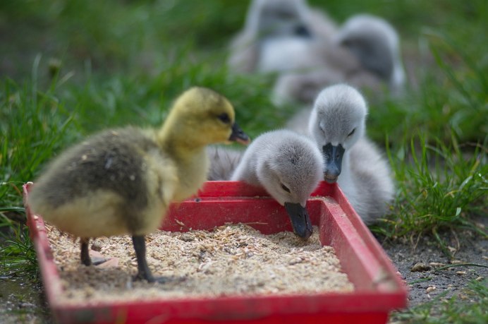 Утка шипун птенец