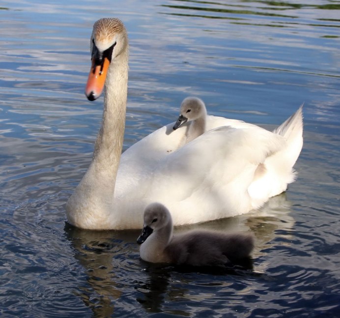 Новорожденные лебедята