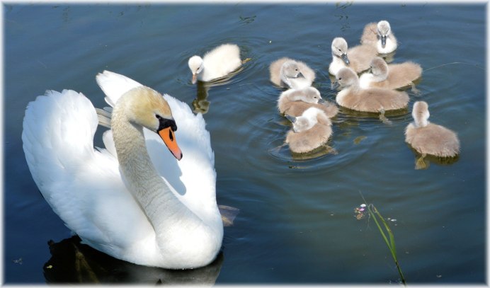 Лебедь с птенцами