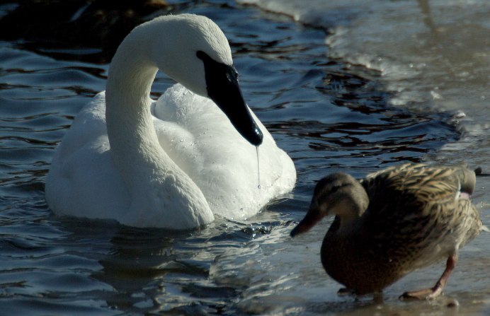 Пруд с лебедем Эстетика