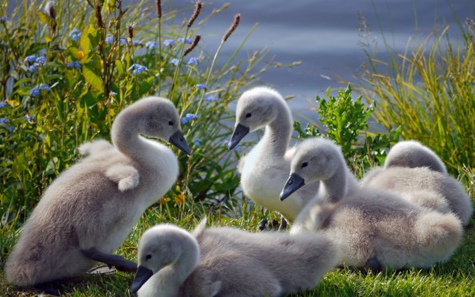 Гибрид гуся и лебедя