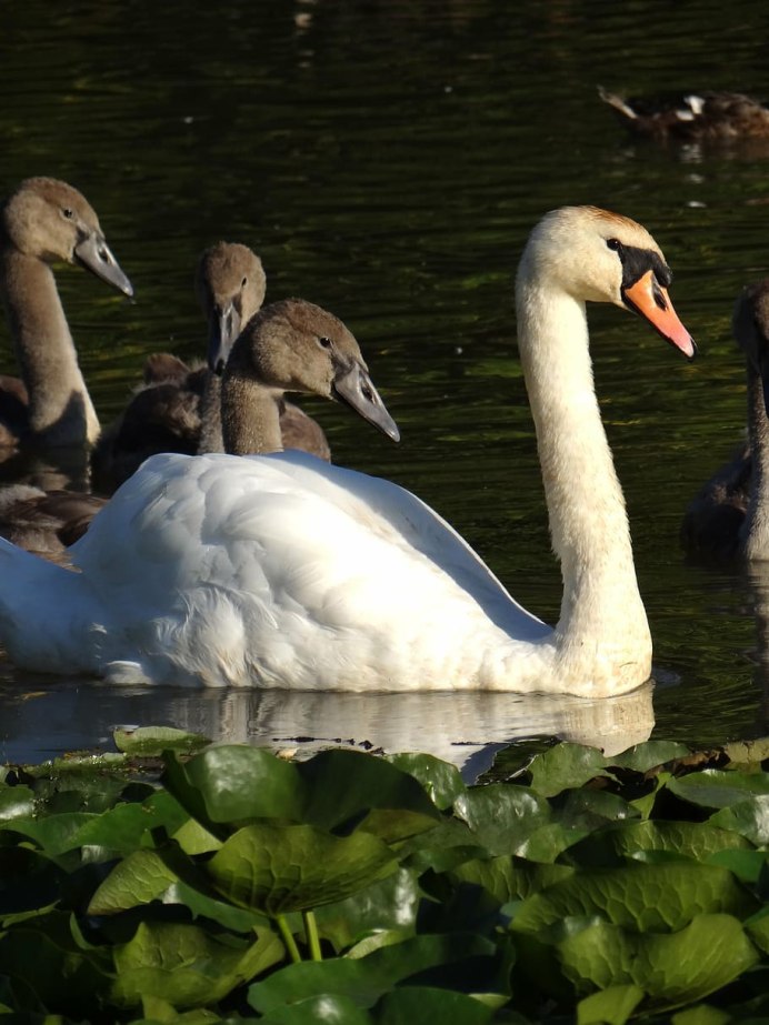 Лебедь шипун с птенцами