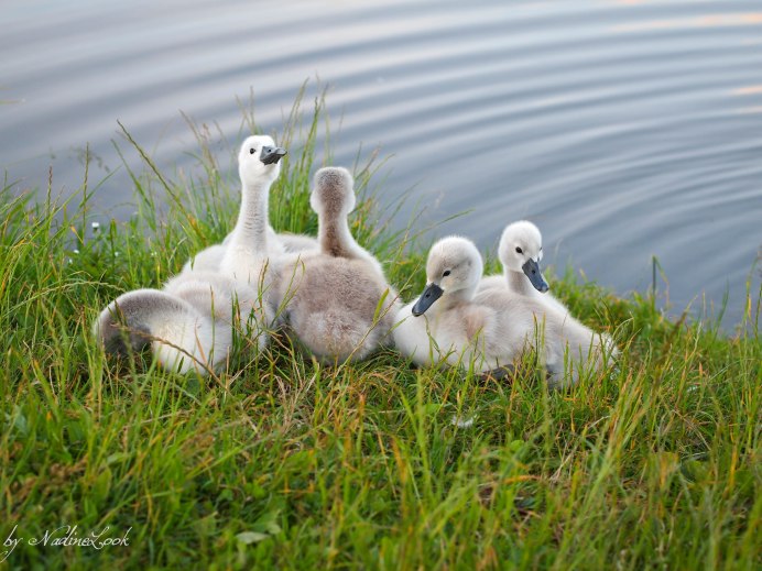 Утенок лебедя