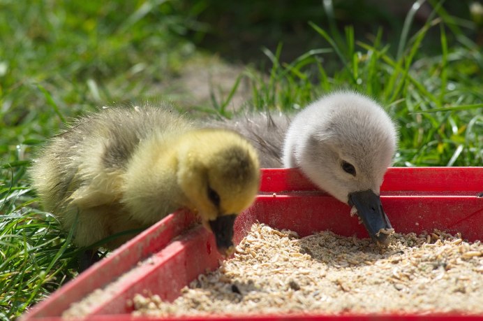 Лебедь и утка