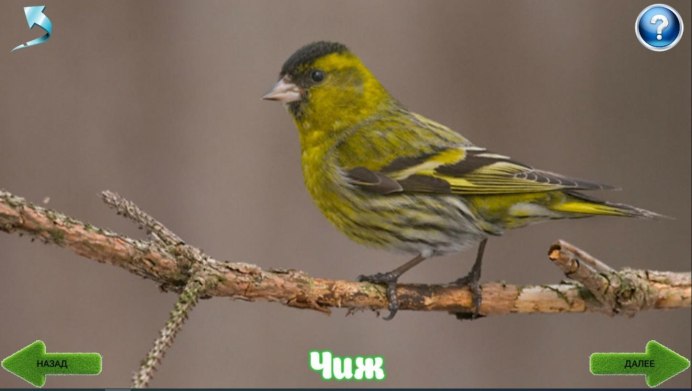 Spinus Spinus Чиж