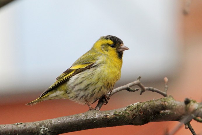 Чиж (лат. Carduelis Spinus