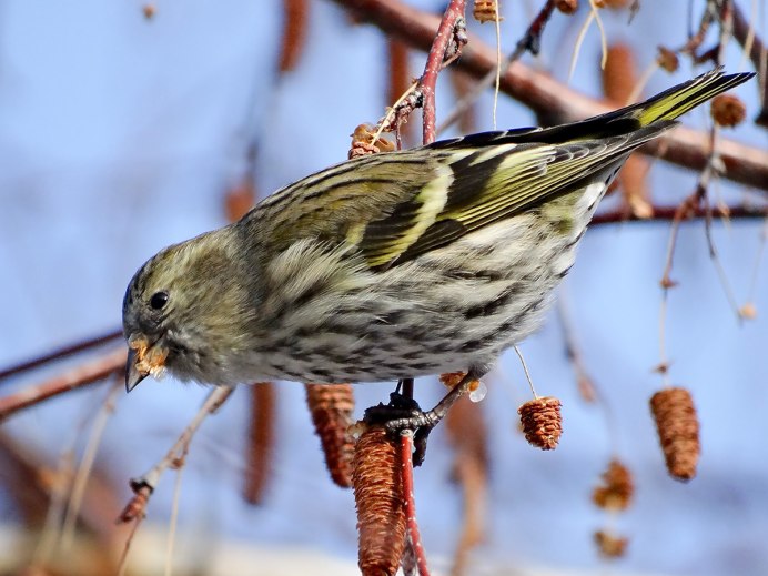 American Goldfinch птица