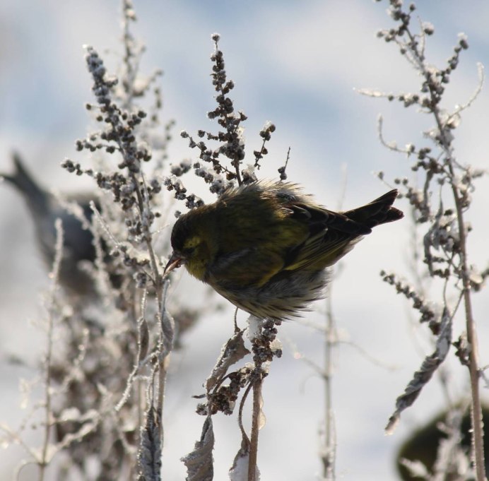 3 Siskin