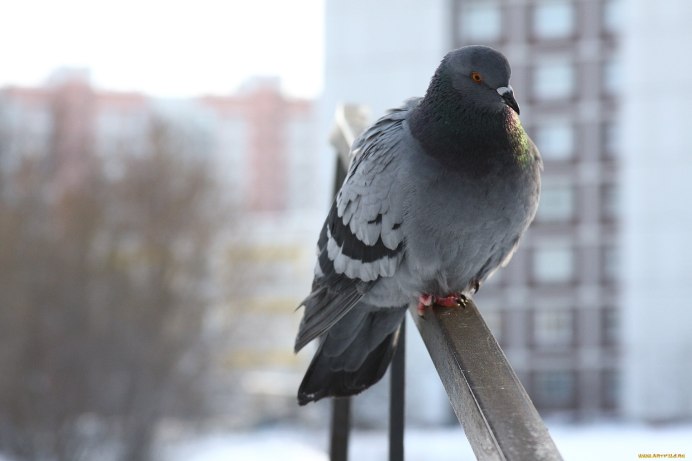 Голуби породы Архангельский Снегирь