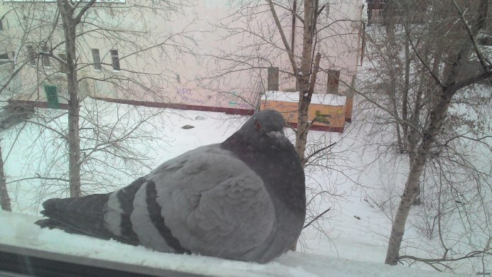 Голубь на окне зимой