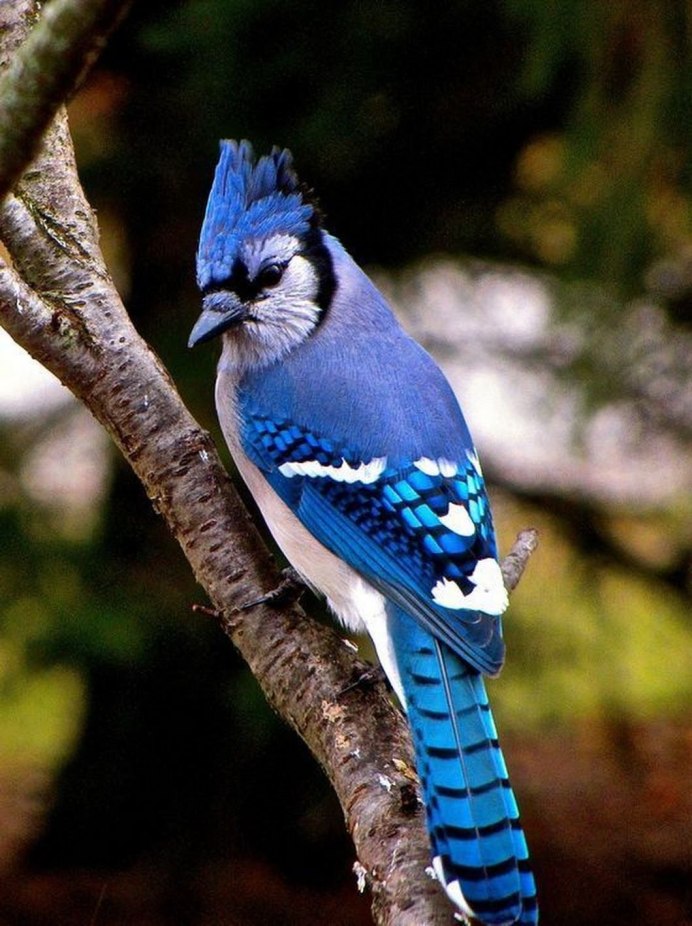 Jay Сойка