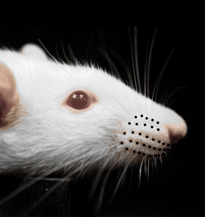 Hyorhinomys stuempkei