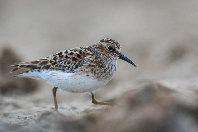 Calidris temminckii