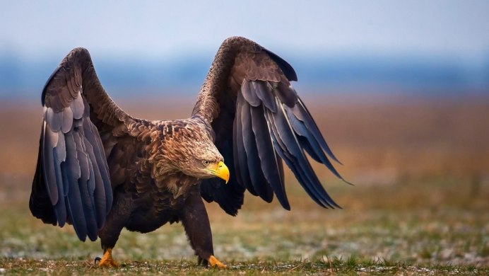 Отряд Стервятники