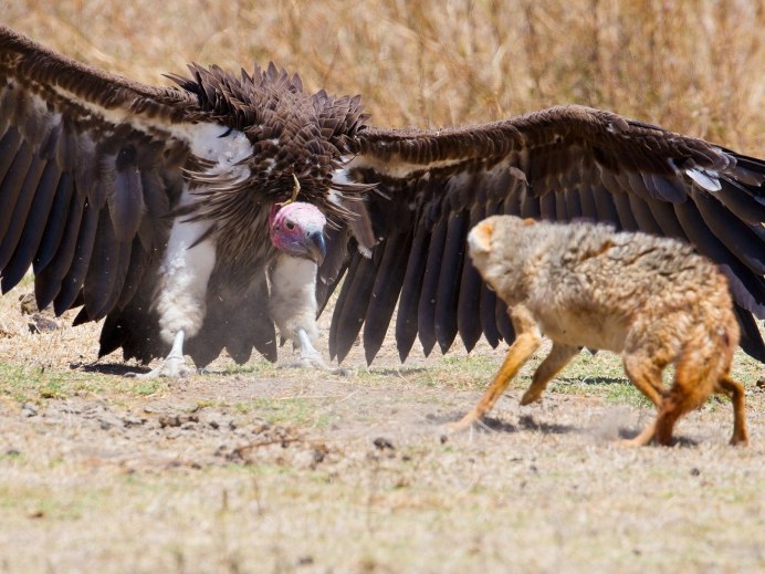 Ястреб ягнятник
