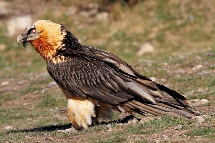 Белоголовый СИП размах крыльев