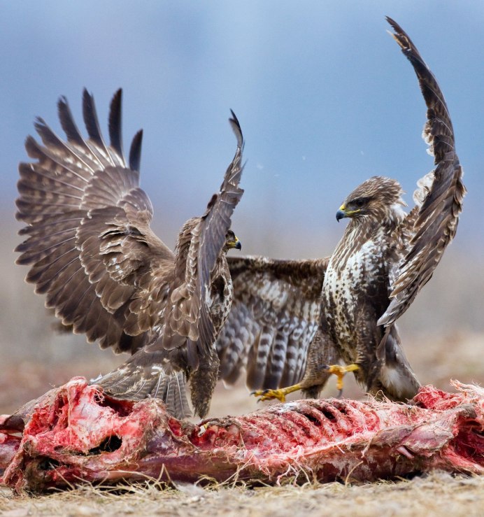 Орел Стервятник