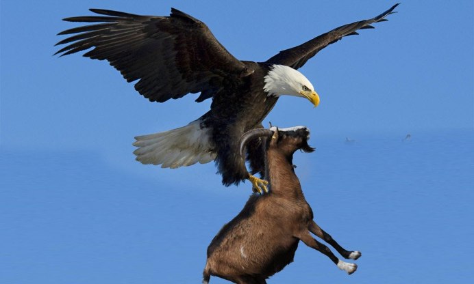 Орёл-ягнятник Бородач