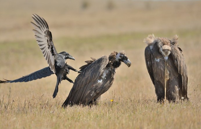 Ягнятник Бородач птица