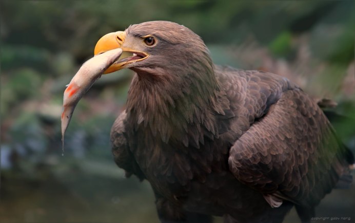 Ястреб Стервятник