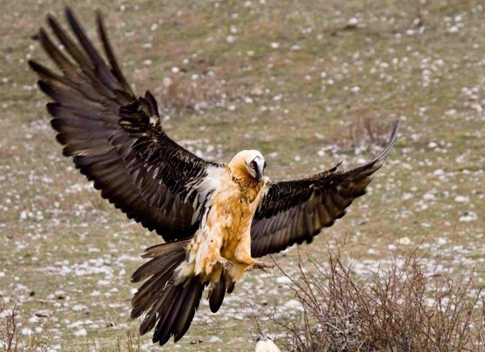 Андский Кондор размах крыльев