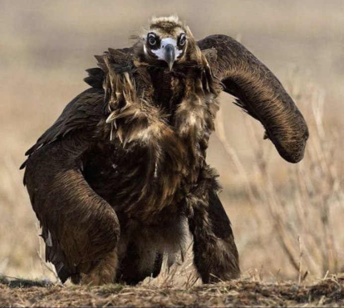 Кондор с добычей