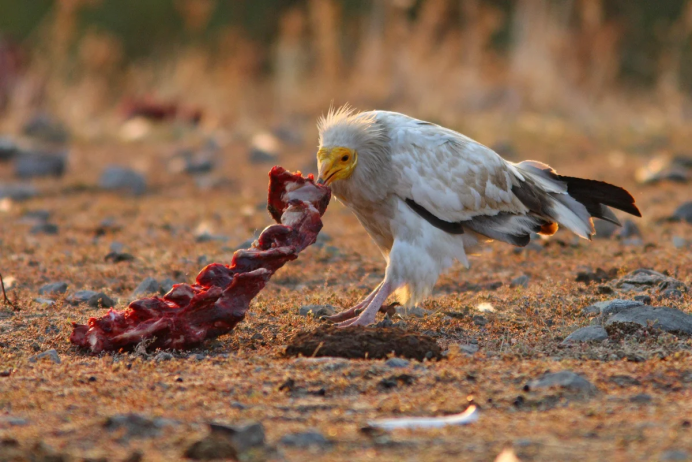 Орлы Соколы Ястребы коршуны