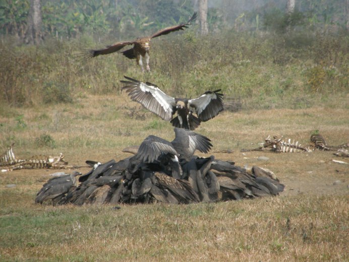 Андский Кондор и Орел