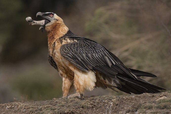 Ястреб Стервятник