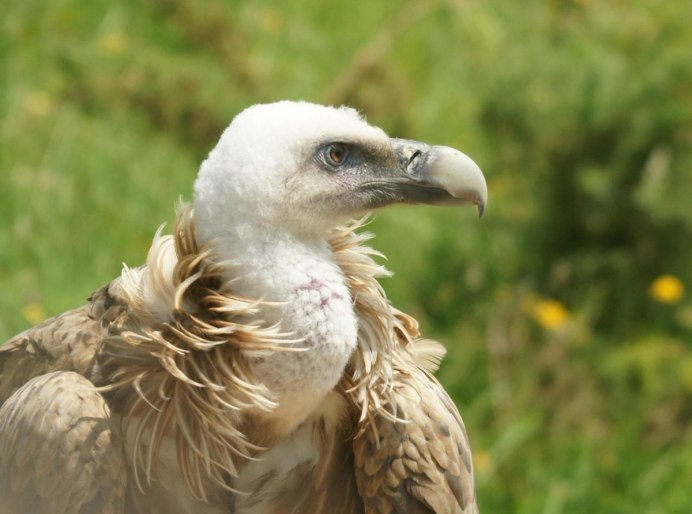 Ястреб Стервятник