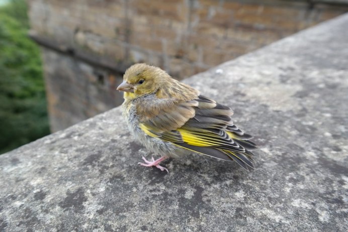 Yellow-Rumped Warbler птица Yellow Rumped