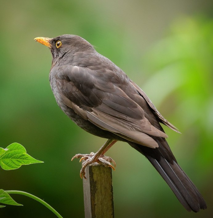 Robin Bird Yellow