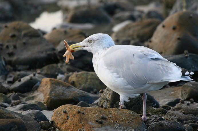 Larus smithsonianus