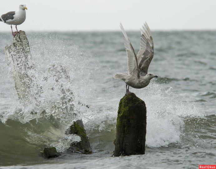 Птенец Чайки на воде