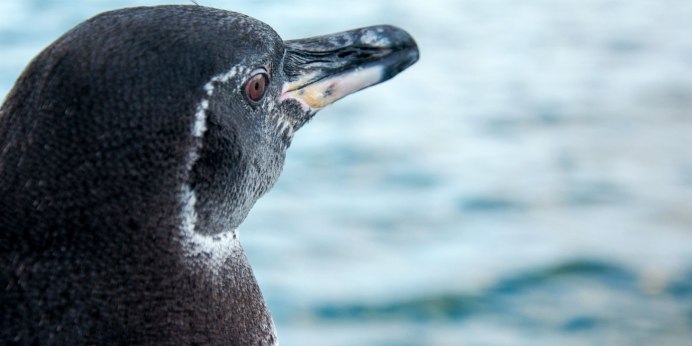 Penguins valdes Peninsula