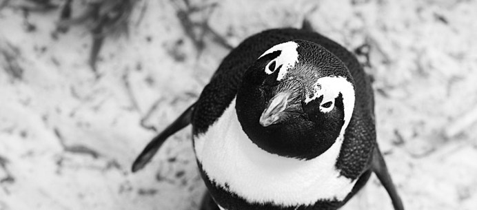 Free Penguin