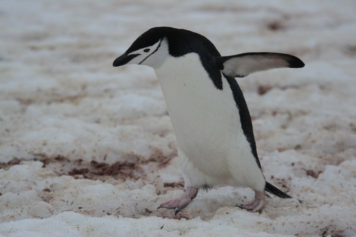 Penguin White (Пингвин белый) пиво