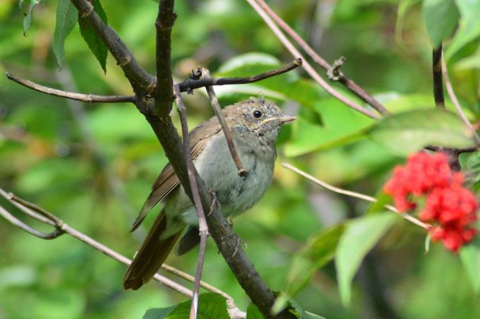 The Thrush Nightingale (Luscinia Luscinia)