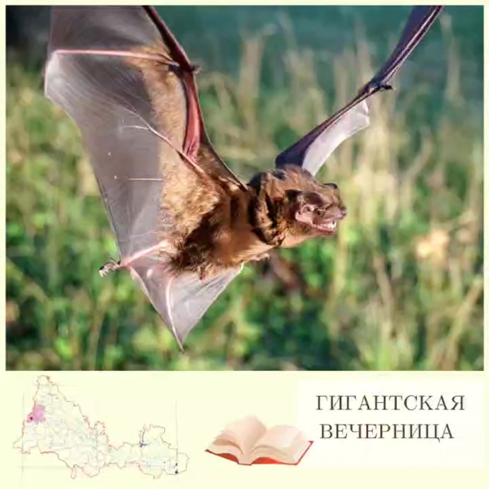 Карликовый крылан