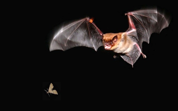 Вечерница рыжая Nyctalus noctula
