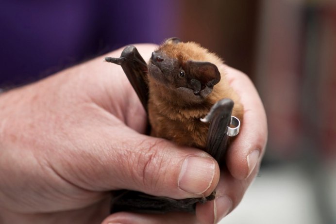Гигантская вечерница Nyctalus lasiopterus