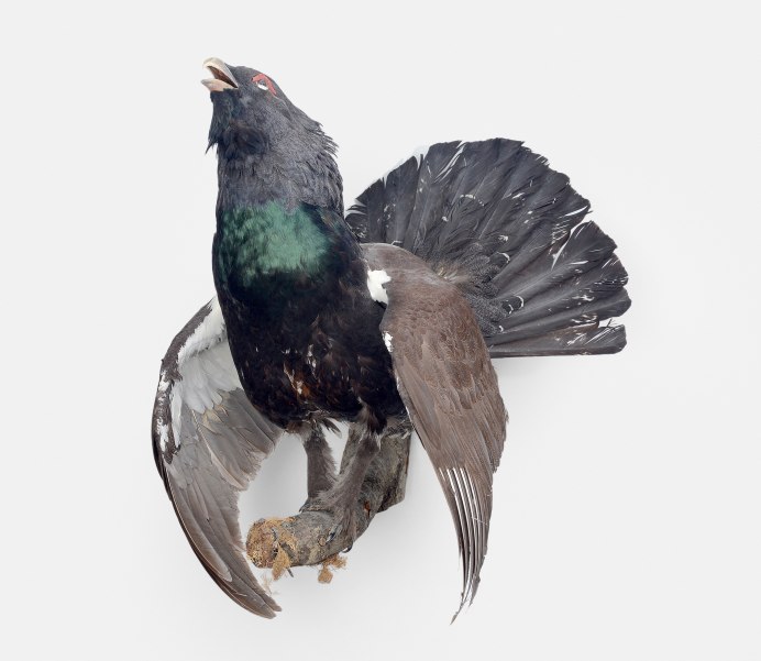 Глухарь красная книга